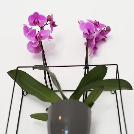 Rosaleda Center Apartment *